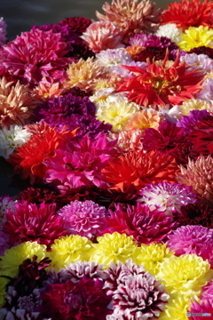 水に浮くダリア-1