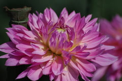 プリンセスマサコ