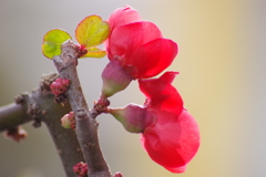 花散歩-木瓜
