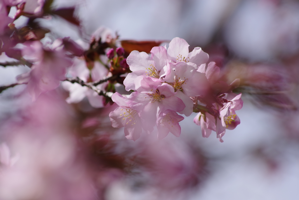 花散歩-公園の桜4