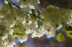 春の忘れ物-鬱金桜