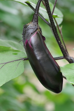 菜園から‐茄子