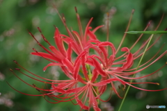 彼岸花