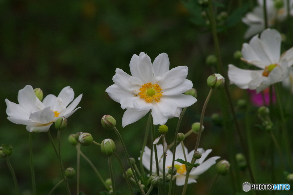 初秋の忘れ物‐秋明菊