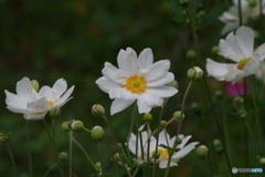 初秋の忘れ物‐秋明菊