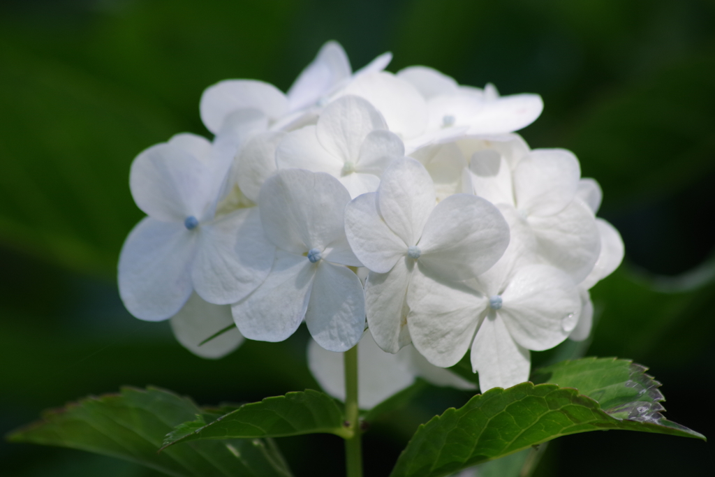 白い紫陽花