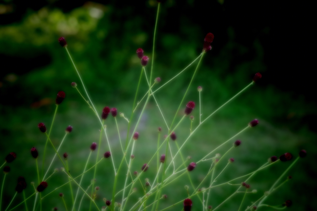秋の野草園‐吾亦紅