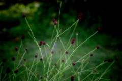 秋の野草園‐吾亦紅