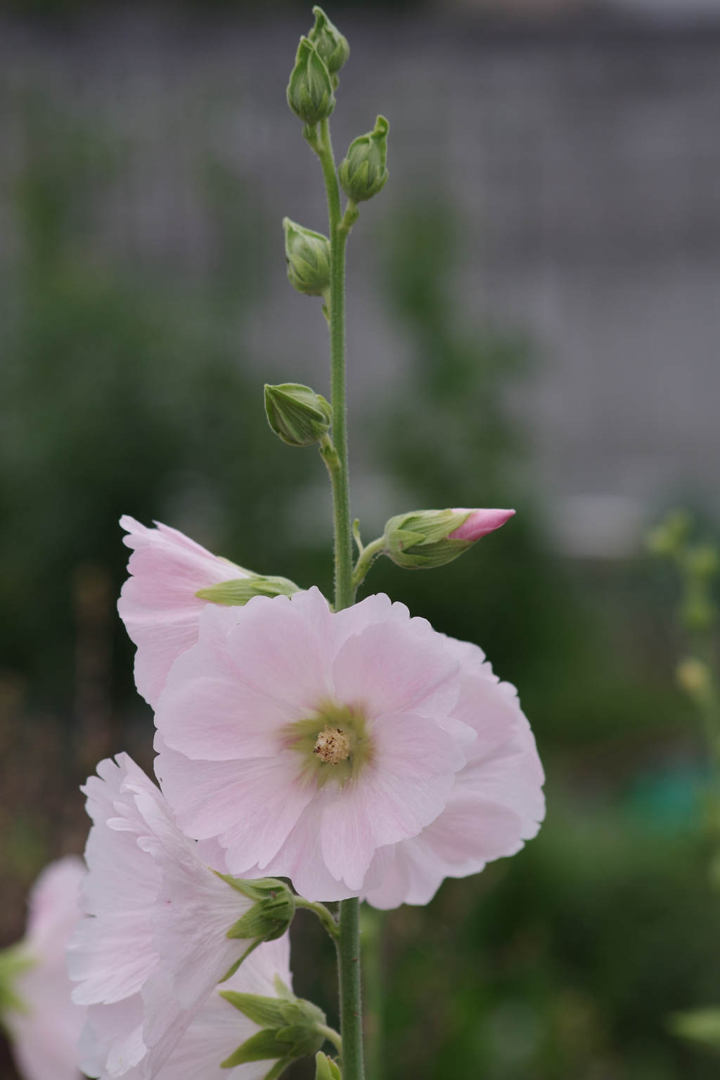花散歩‐立葵
