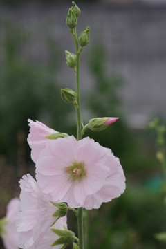花散歩‐立葵
