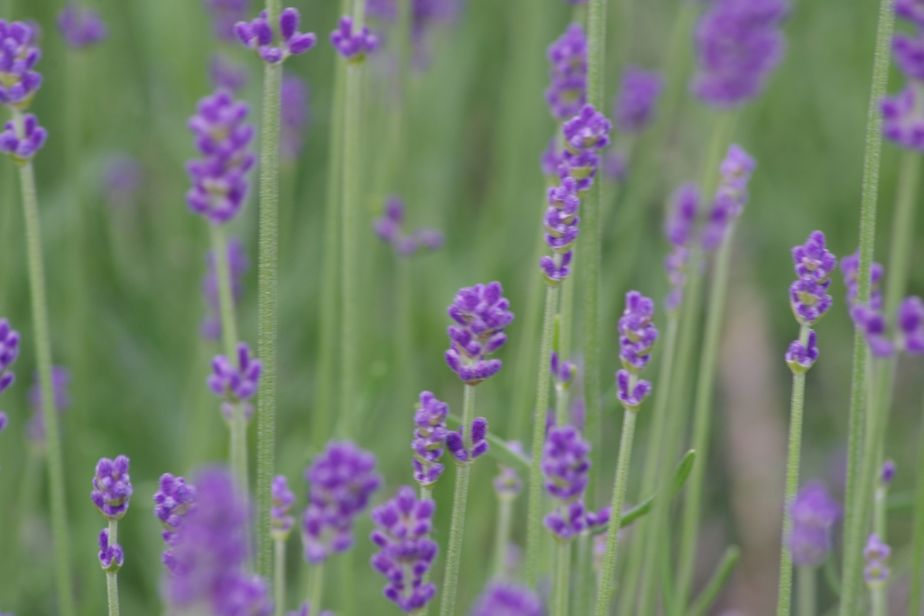 花散歩‐ラベンダー