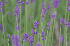 花散歩‐ラベンダー