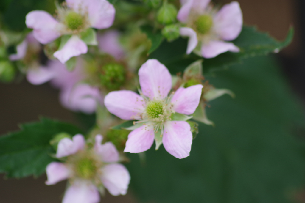 花散歩-ブラックベリー
