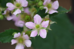 花散歩-ブラックベリー