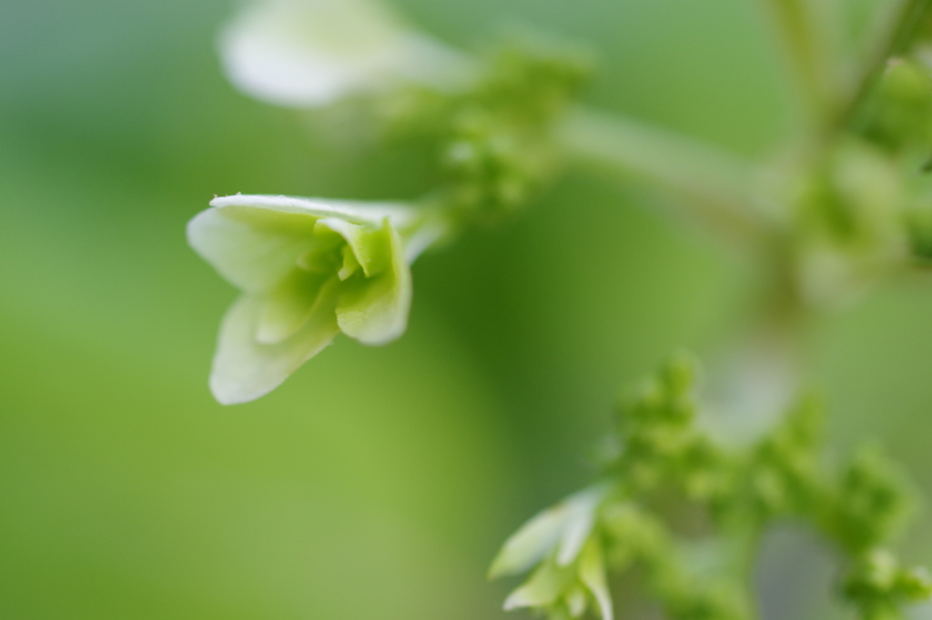 柏葉紫陽花