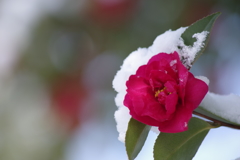 雪の朝-山茶花の雪3