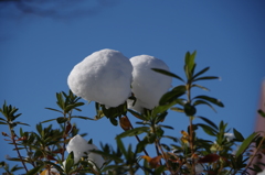 雪の晴れ間-雪団子