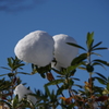 雪の晴れ間-雪団子