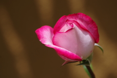 花散歩-紅い覆輪のバラ