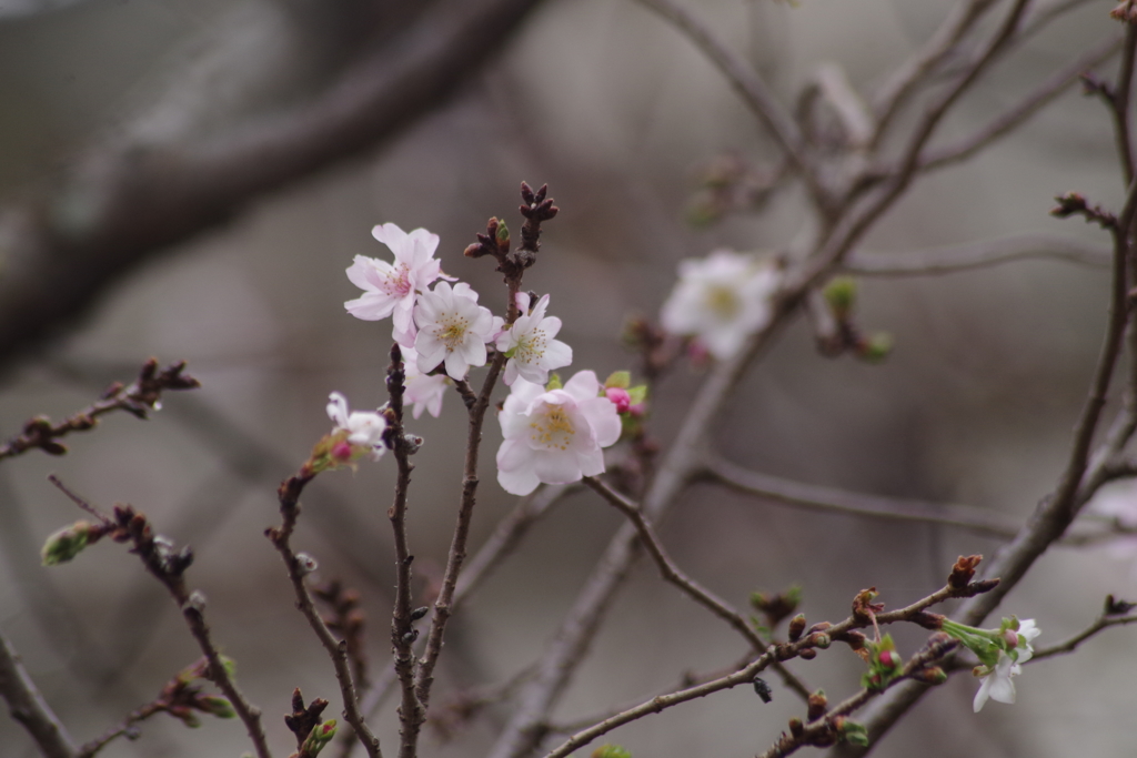 川越花散歩‐十月桜