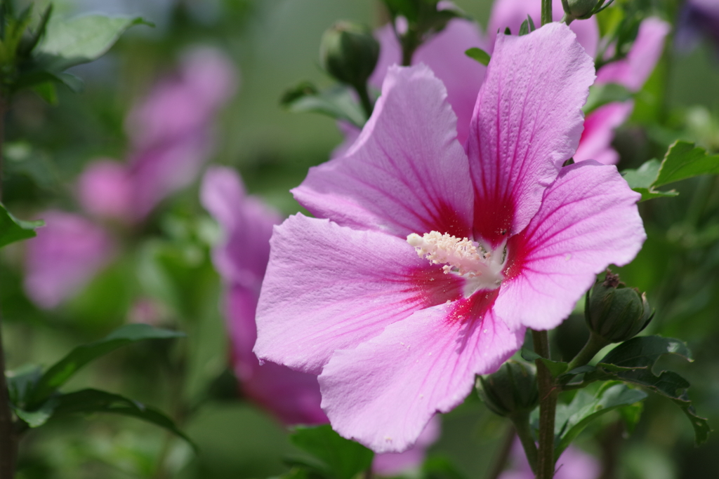 花散歩‐木槿6