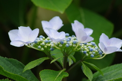 梅雨空に似合う花-紫陽花15