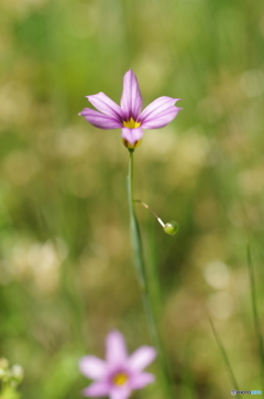 ニワゼキショウの赤花