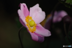 秋明菊－一重薄桃