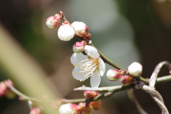 花散歩‐白梅