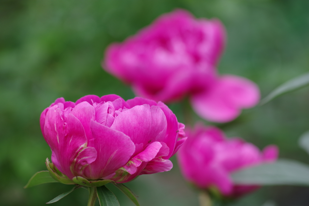 家の周りで‐シャクヤク開花