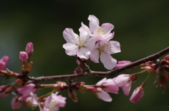 桜・さくら・サクラ-10