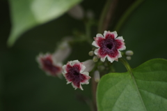 2018.7.5の花散歩‐ヘクソカズラ