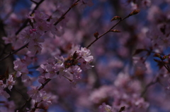 青空に桜色いろいろ-2