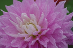 秋田のダリア-18・166