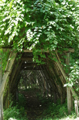 緑の園へのトンネル