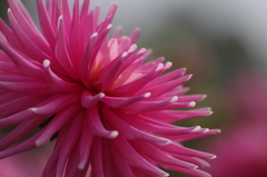 スターズレディ