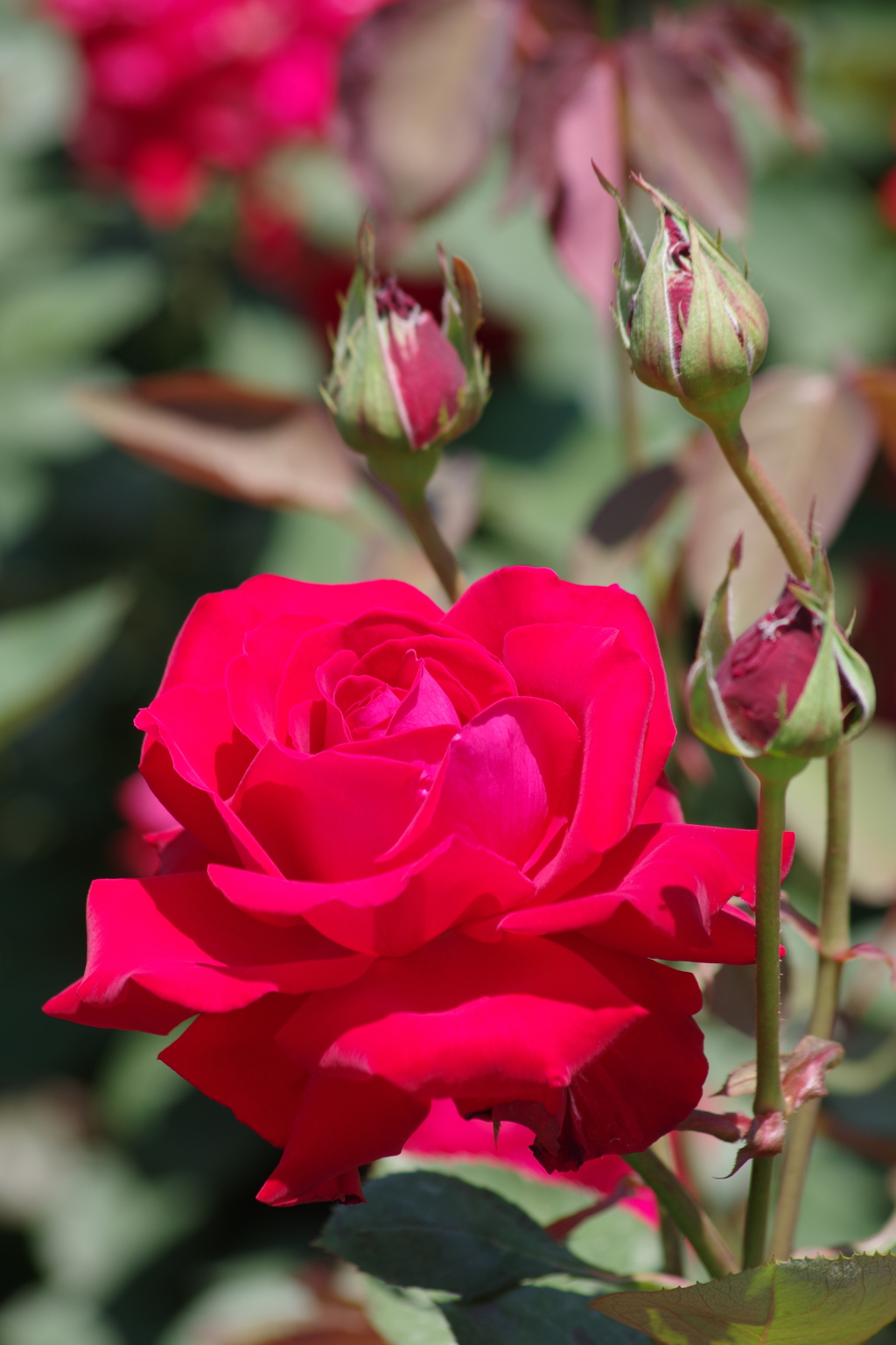 バラ園で散歩-プリンセスカノヤ