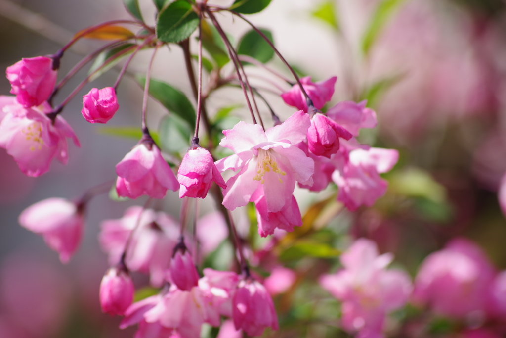 花散歩 花海棠 By さくらんぼｊａｍ Id 写真共有サイト Photohito