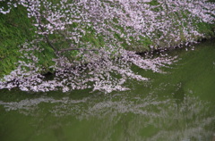 枝を伸ばして