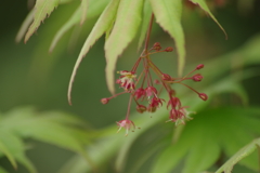 花散歩-モミジの花