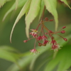 花散歩-モミジの花