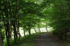 初秋の野草園-ロックガーデンからの坂道