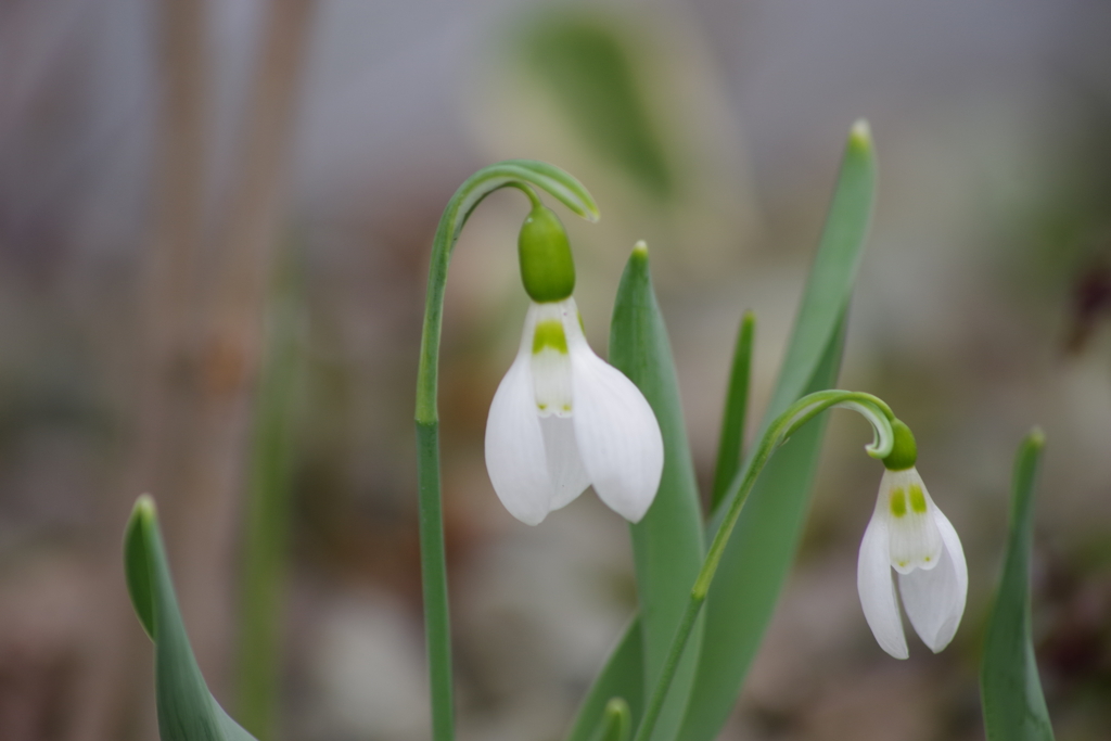 花散歩-スノードロップ