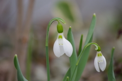 花散歩-スノードロップ