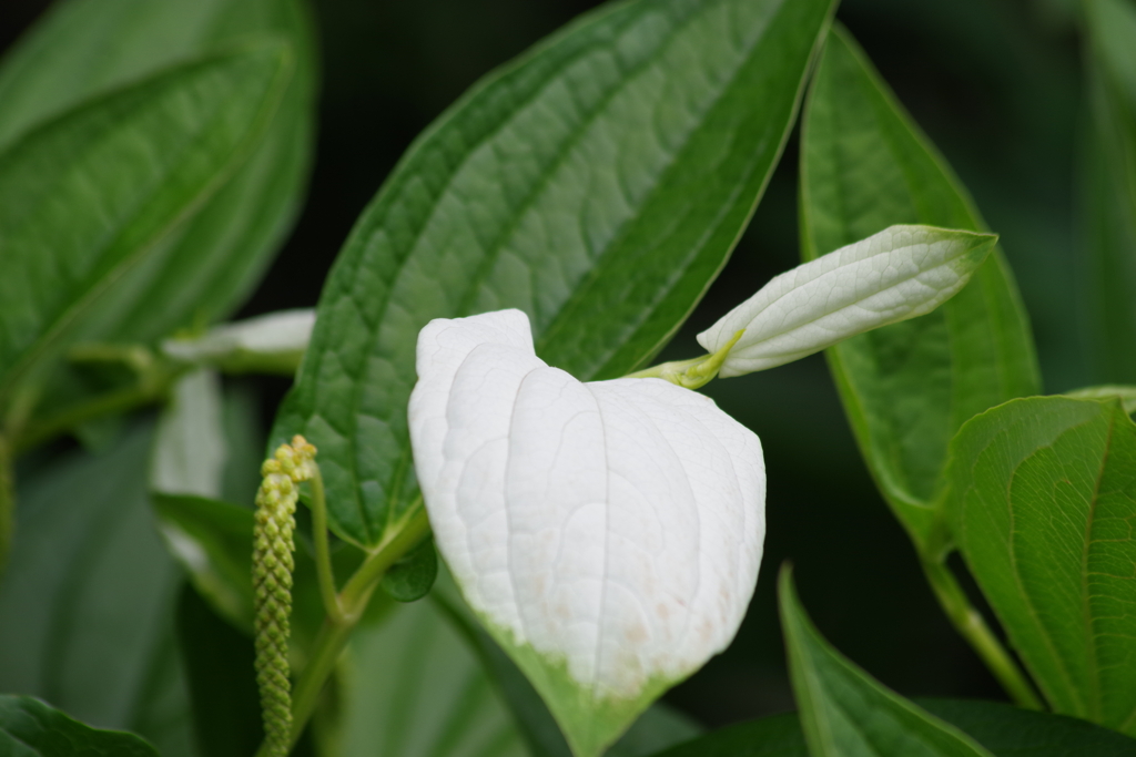花散歩‐半夏生