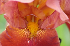 花散歩－オレンジ色のジャーマンアイリス