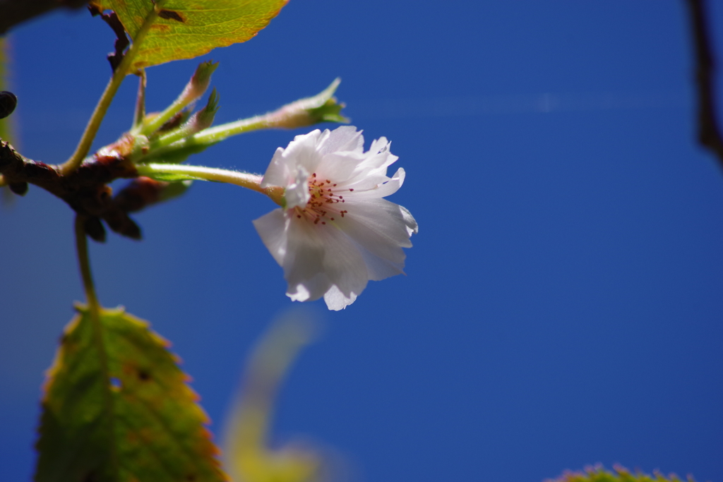 秋空に十月桜