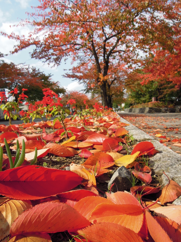 サルビアも紅いけど