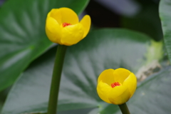 六月の花散歩-尾瀬河骨