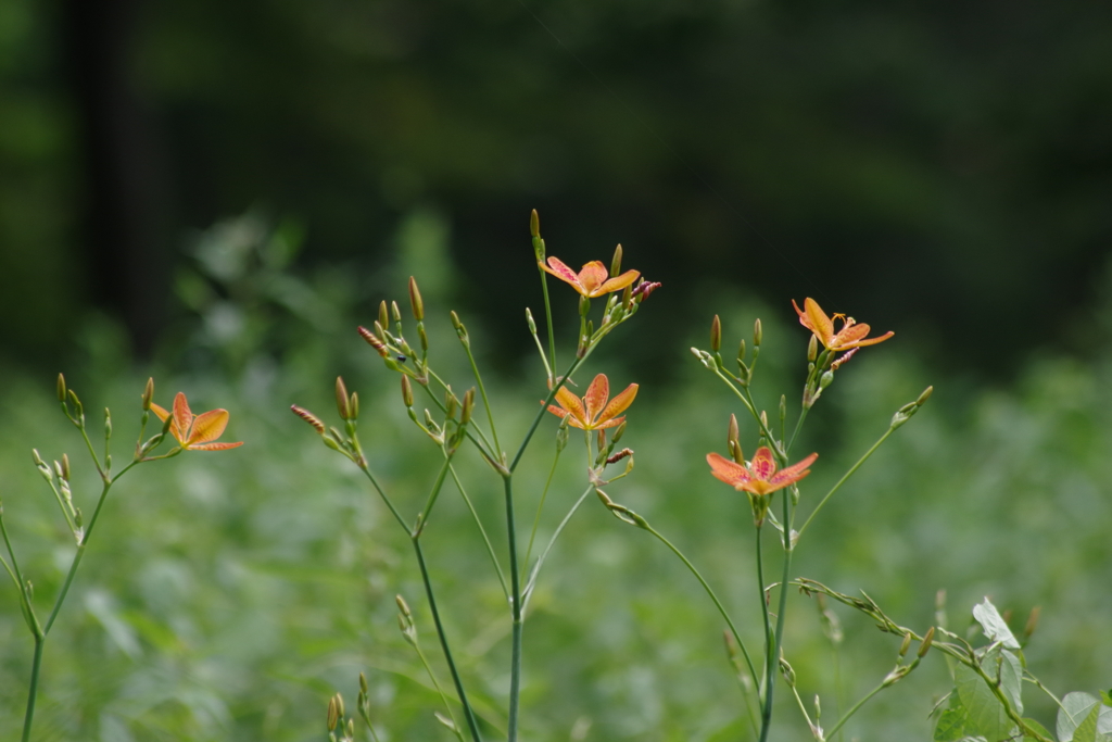 盛夏の野草園‐檜扇